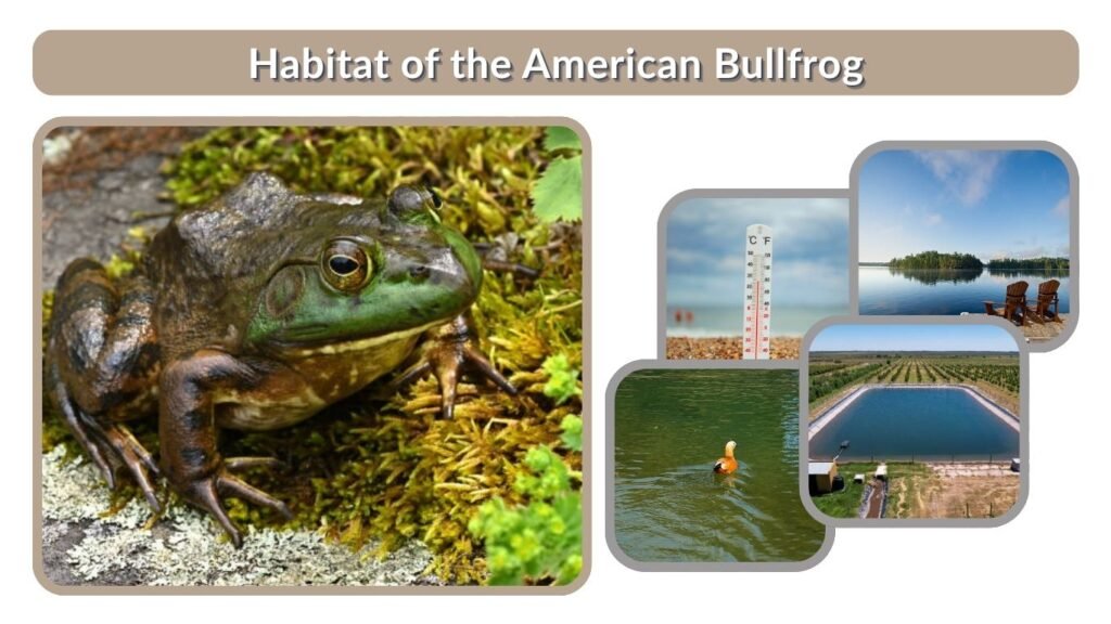 Habitat of the American Bullfrog