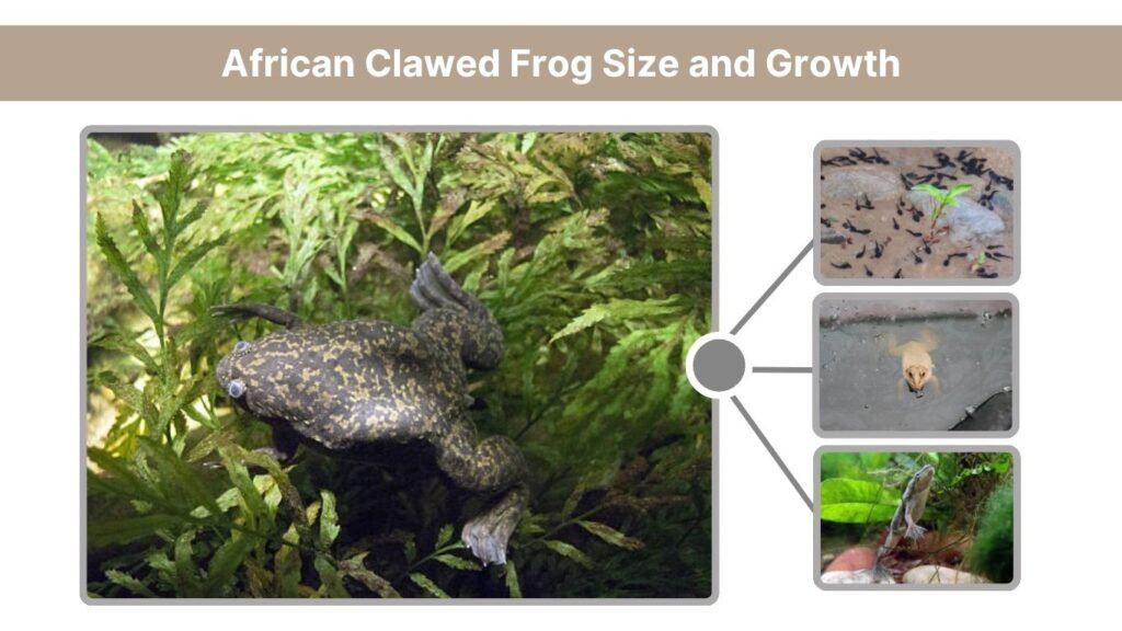 African Clawed Frog Size and Growth