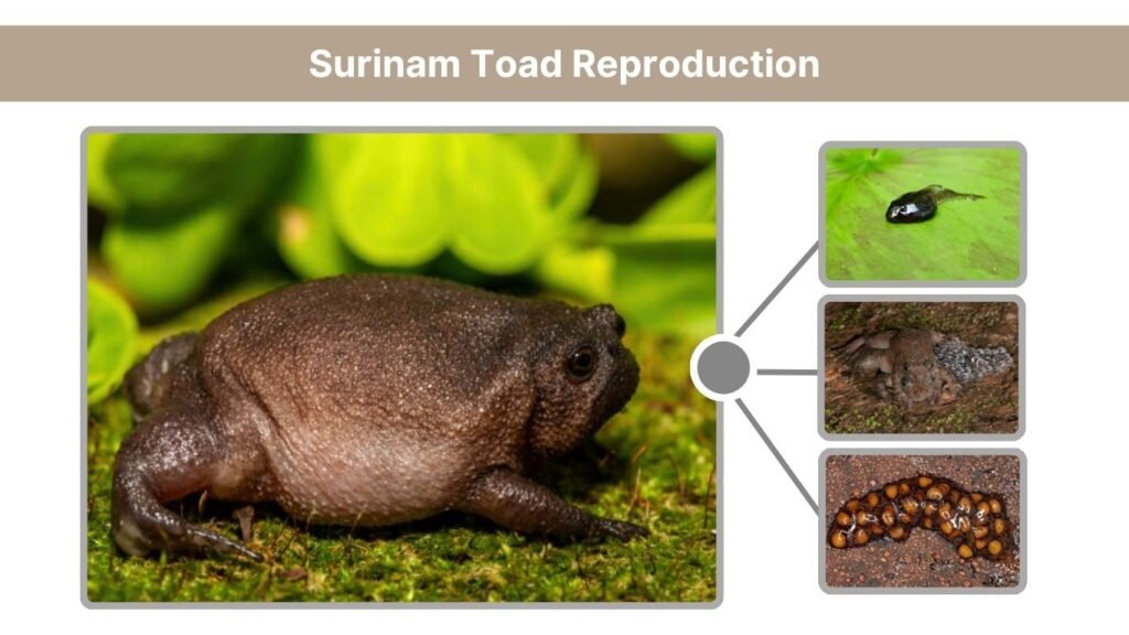 Surinam Toad Reproduction