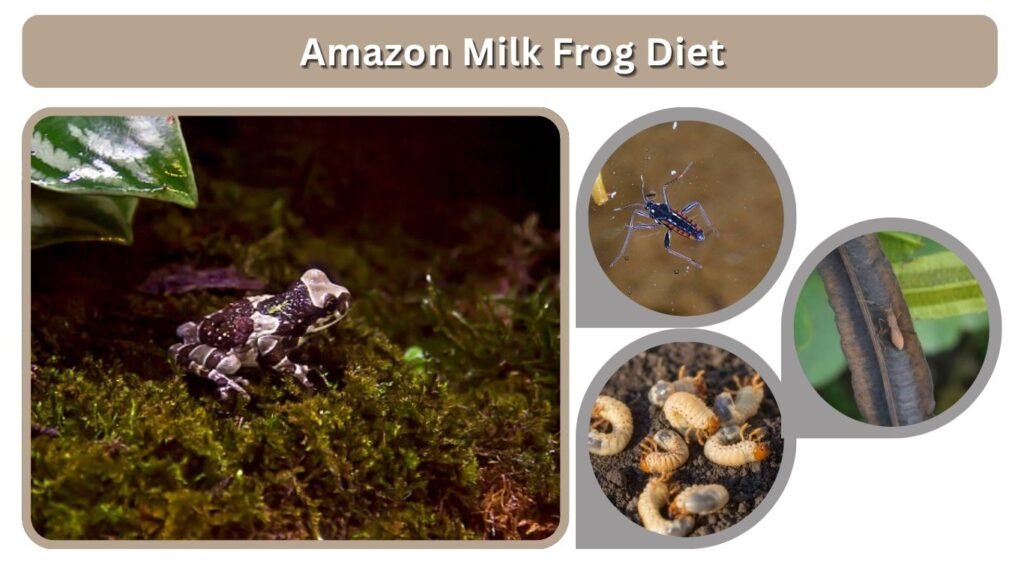 Amazon Milk Frog Diet