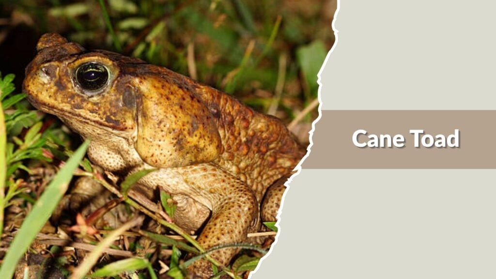 Cane Toad