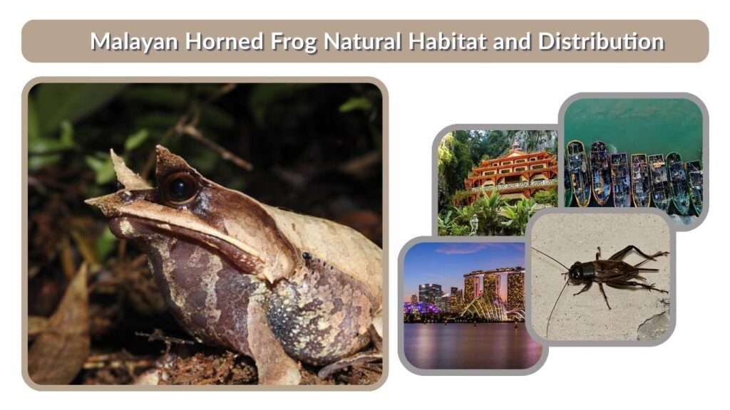 Malayan Horned Frog Natural Habitat and Distribution
