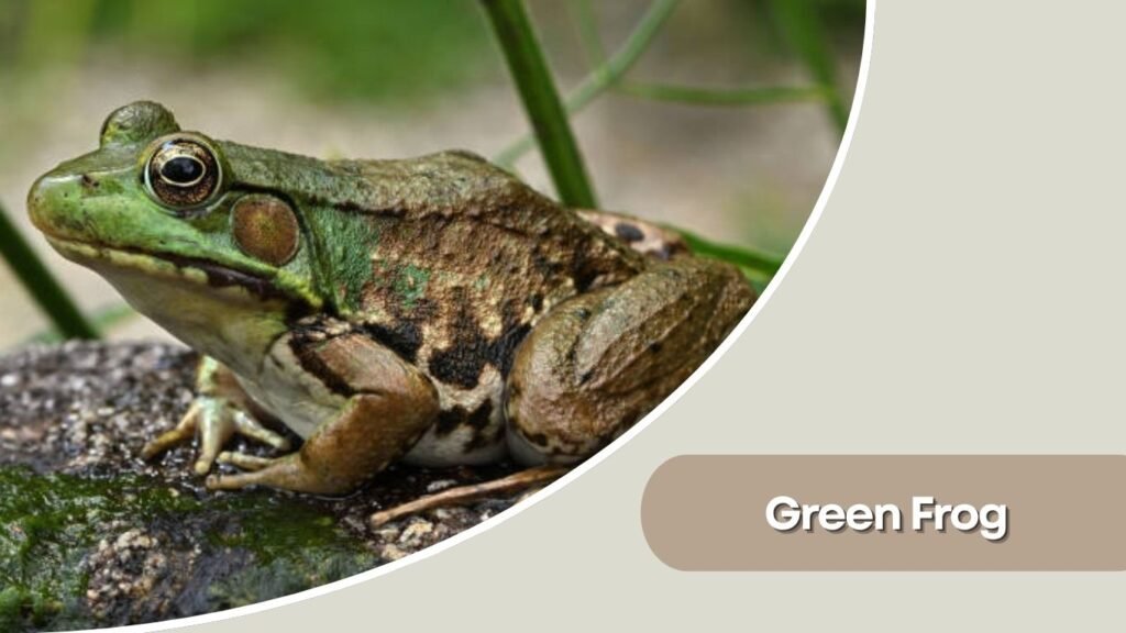 Green Frog