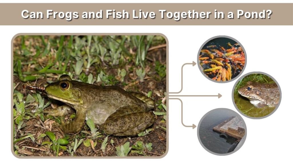 Can Frogs and Fish Live Together in a Pond?