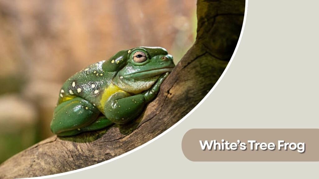 White’s Tree Frog