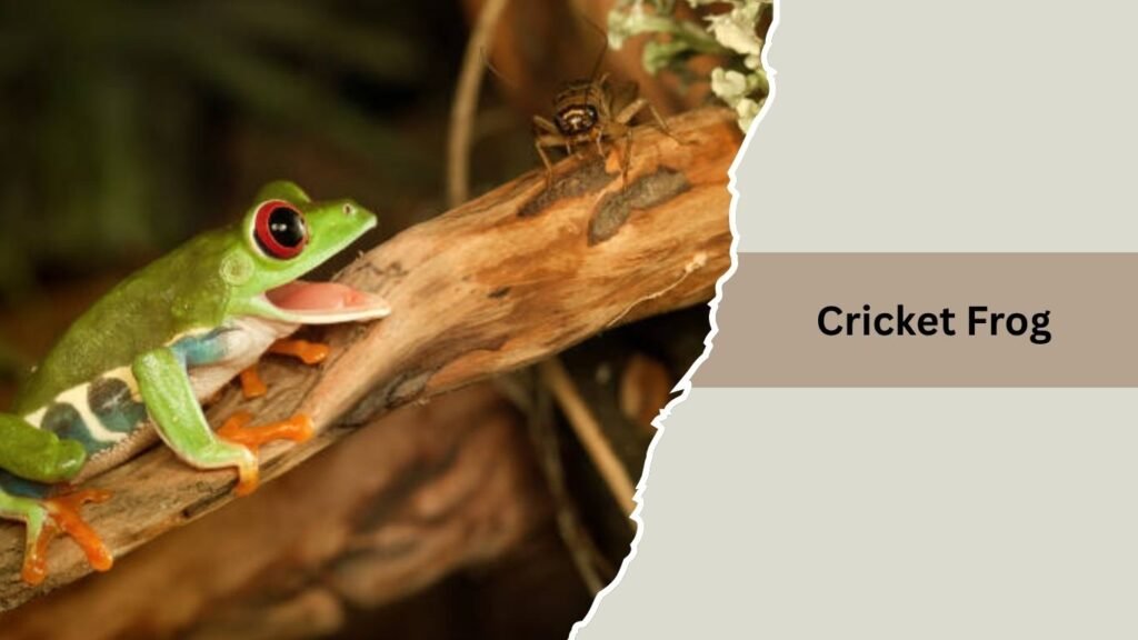 Cricket Frog
