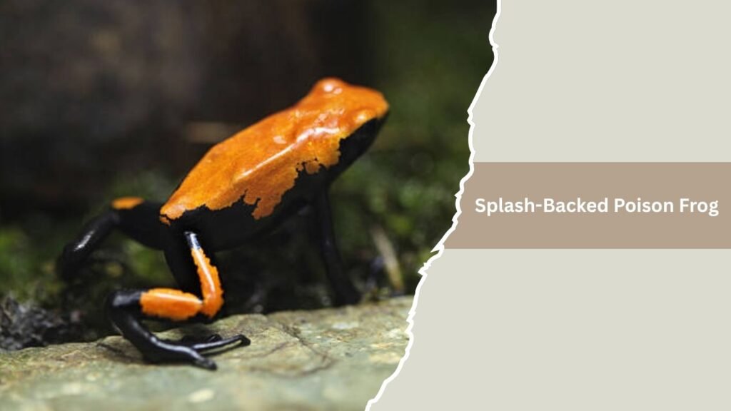 Splash-Backed Poison Frog