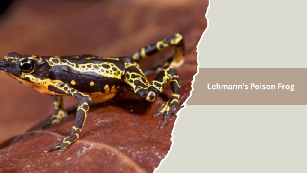 Lehmann's Poison Frog