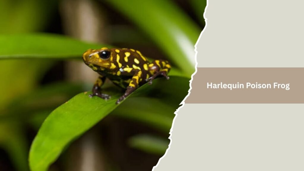  Lehmann's Poison Frog