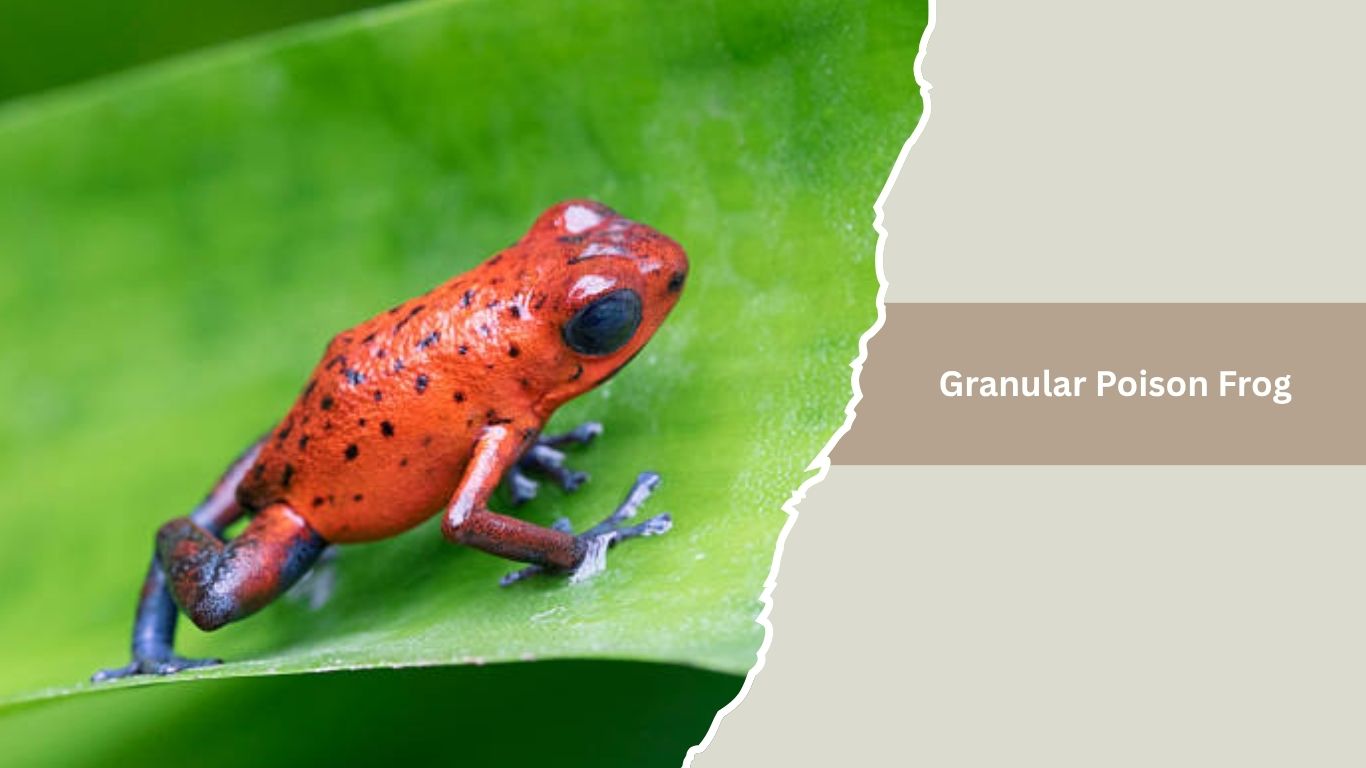 20 Most Poisonous Frogs in the World: Identification with Pictures