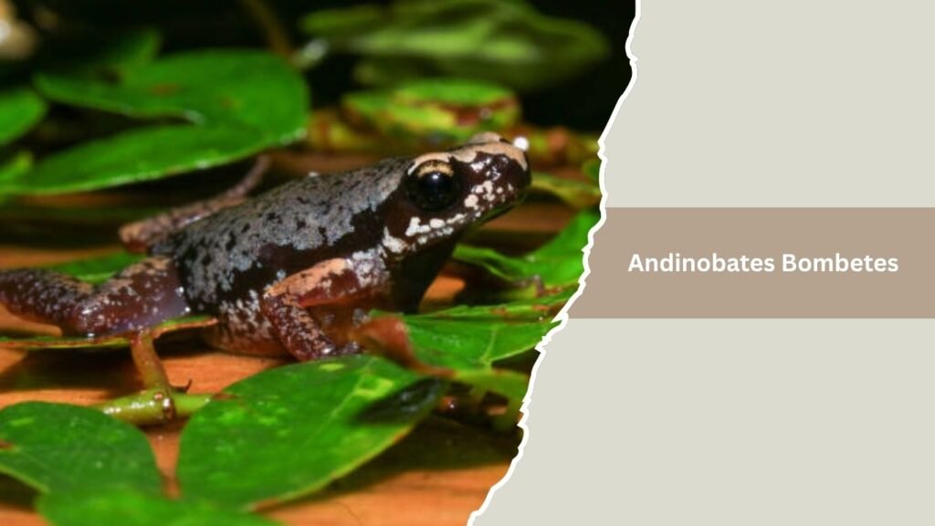 Andinobates Bombetes
