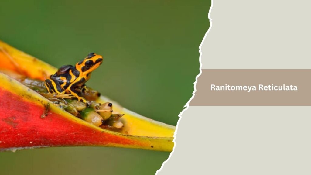 Andinobates Bombetes