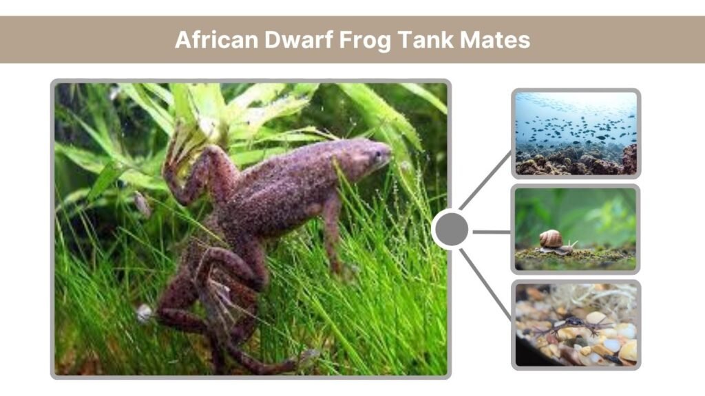 African Dwarf Frog Tank Mates