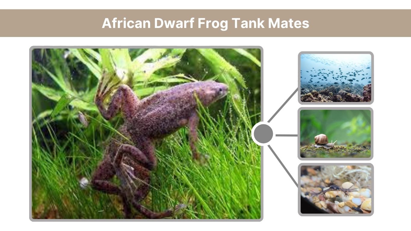 African Dwarf Frog: Complete Care Guide (Lifespan, Tank, Diet & More)