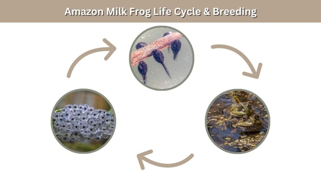 Amazon Milk Frog Life Cycle & Breeding