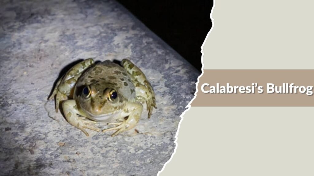Calabresi’s Bullfrog