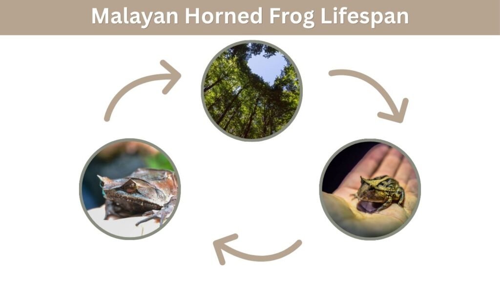 Malayan Horned Frog Lifespan