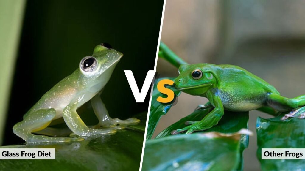 Glass Frog Diet vs Other Frogs
