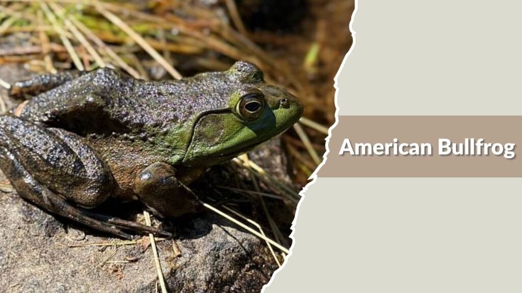  American Bullfrog