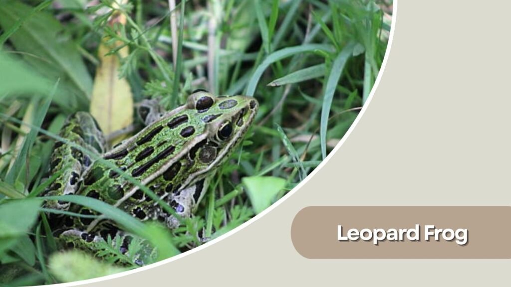 Leopard Frog