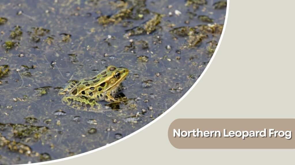 Northern Leopard Frog