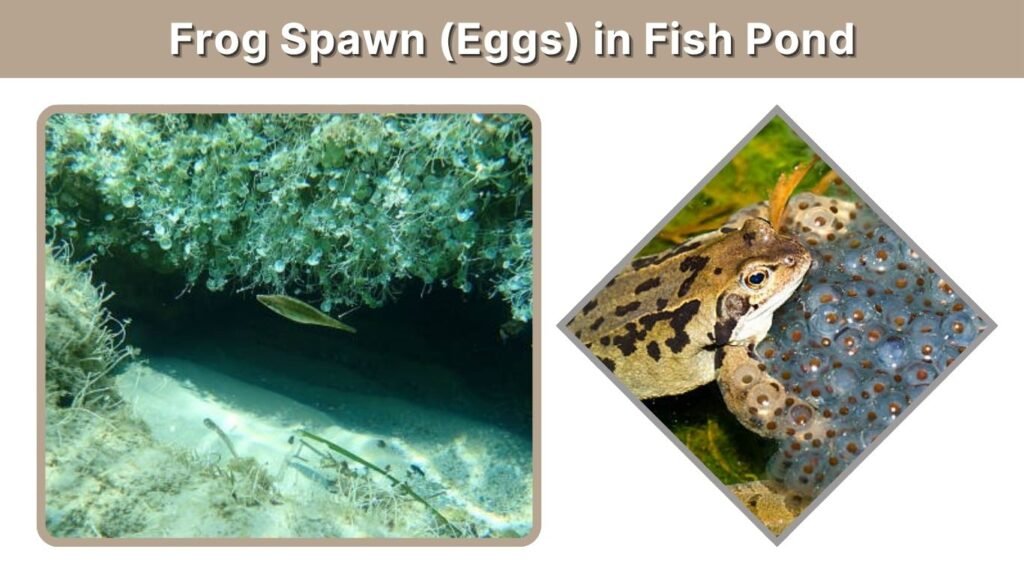 Frog Spawn (Eggs) in Fish Pond