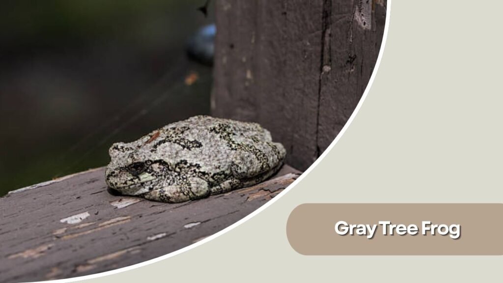  Gray Tree Frog
