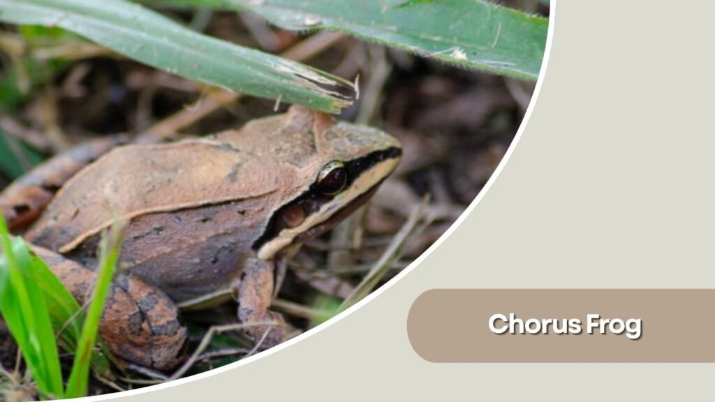Chorus Frog