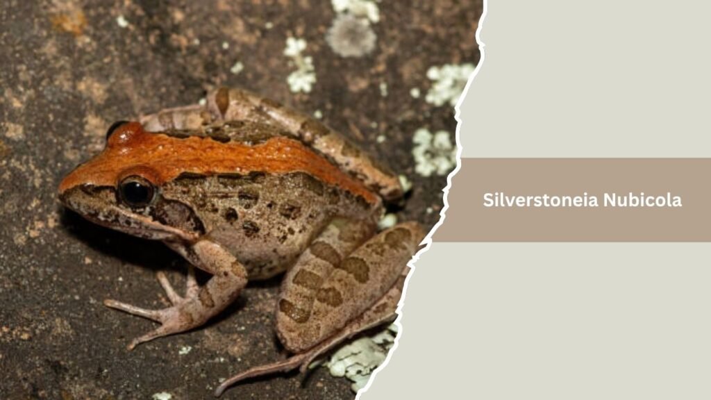 Silverstoneia Nubicola