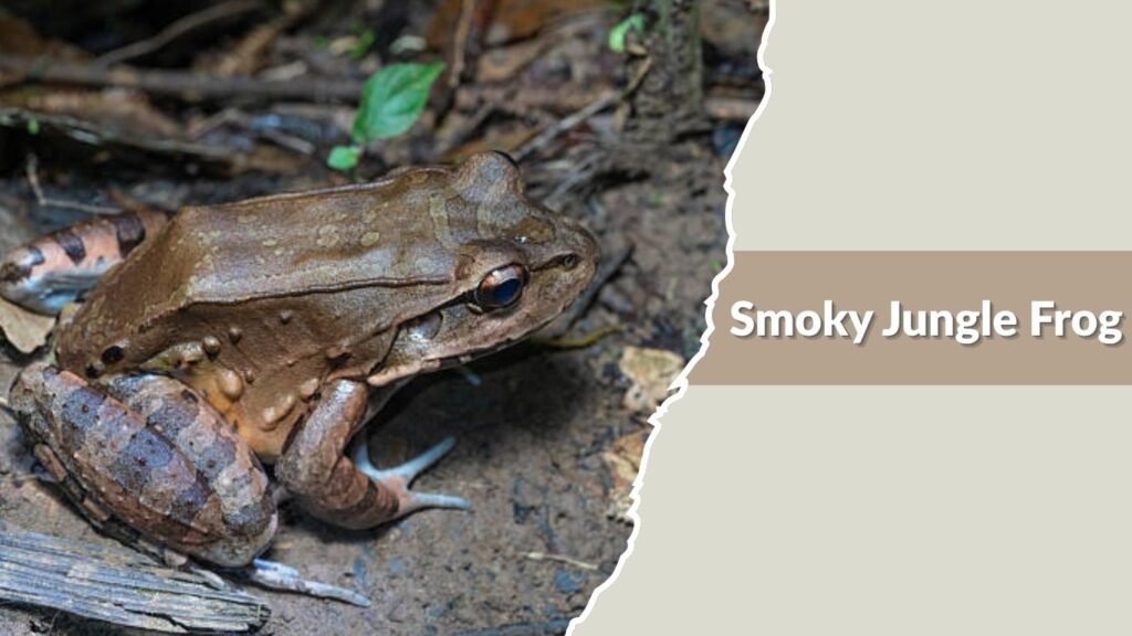  Smoky Jungle Frog