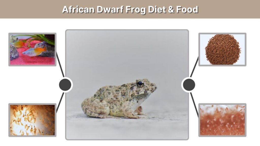 African Dwarf Frog Diet & Food