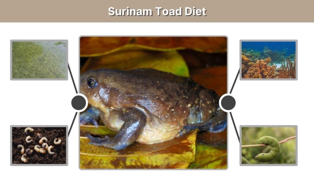 Surinam Toad Diet