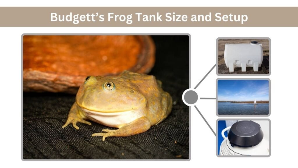 Budgett’s Frog Tank Size and Setup