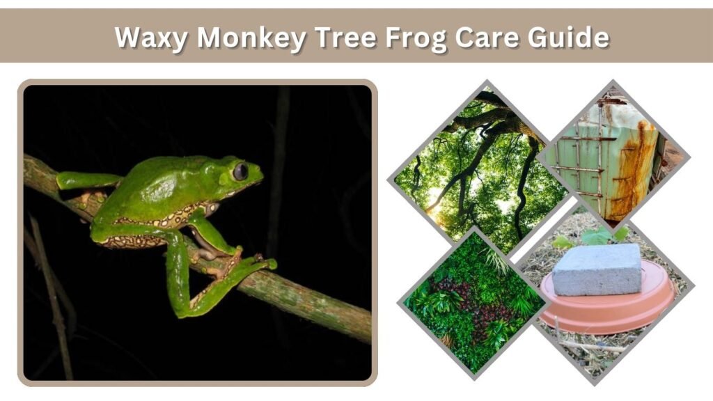 Waxy Monkey Tree Frog Care Guide