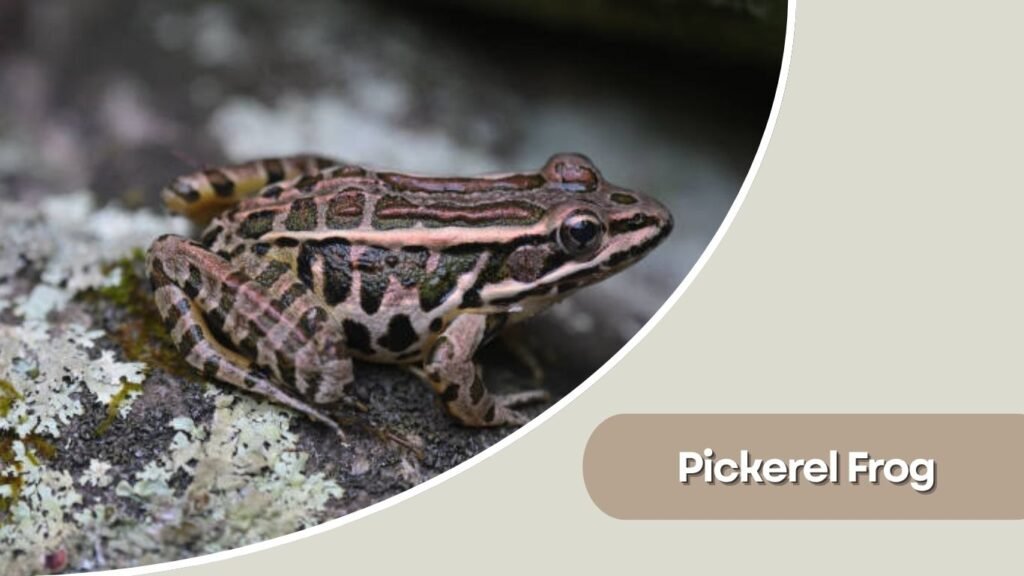 Pickerel Frog