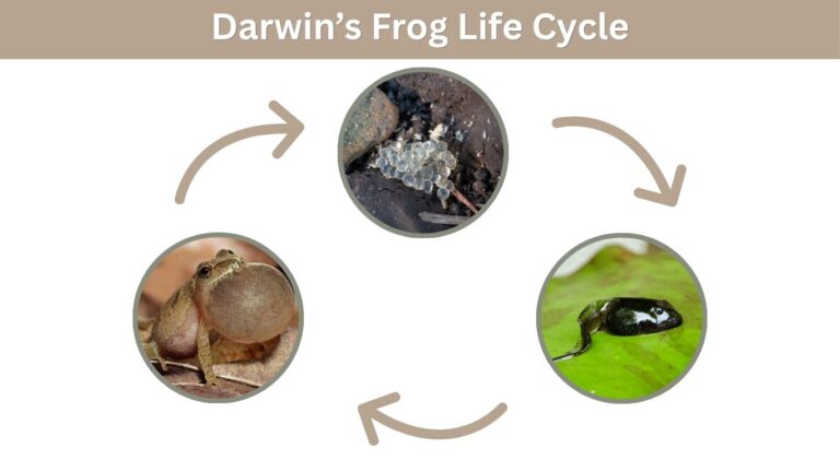 Darwin’s Frog Facts, Habitat, Reproduction & Guide