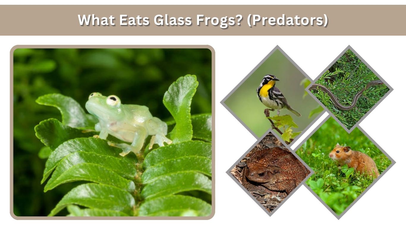 Frogs Predators What Do Glass Frogs Eat? Diet, Predators & Feeding Habits