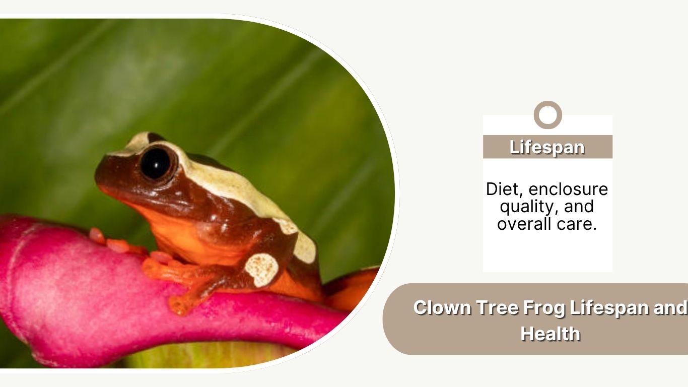 Clown Tree Frog: Habitat, Diet and Care Tips