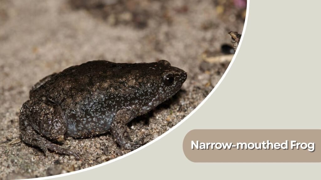Narrow-mouthed Frog