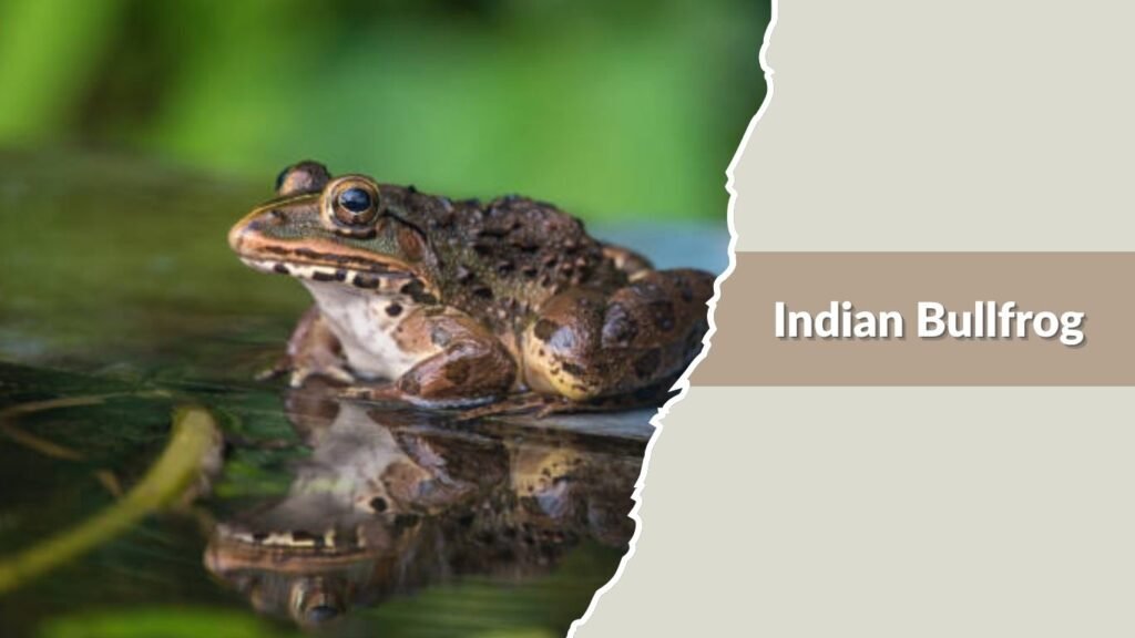  Indian Bullfrog