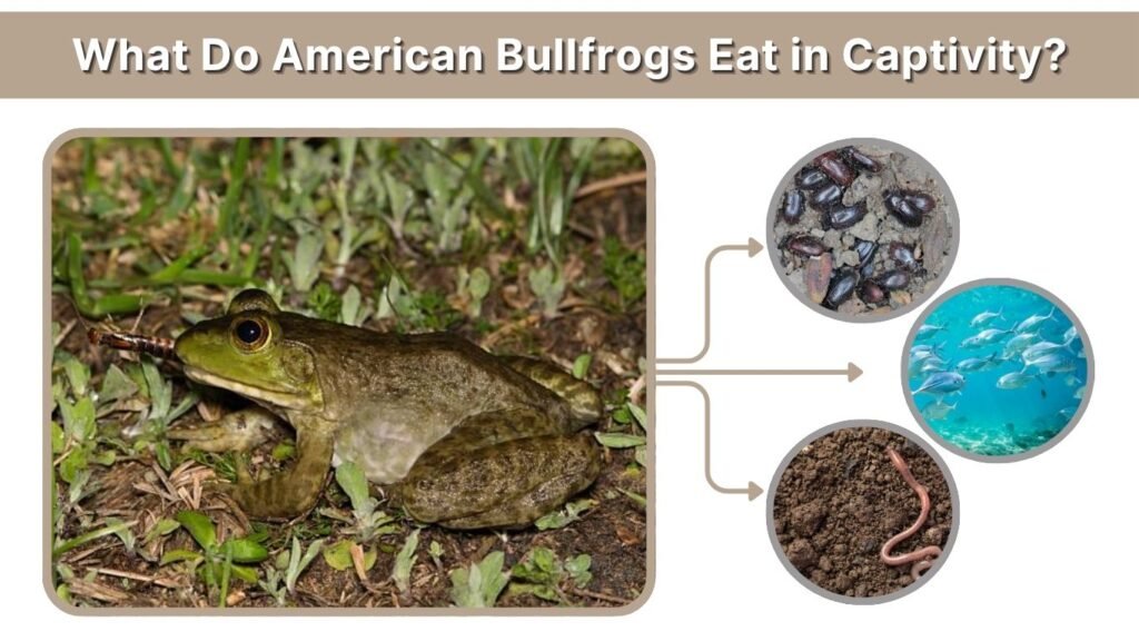 What Do American Bullfrogs Eat in Captivity?