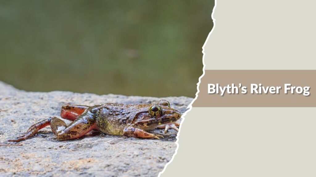 Blyth’s River Frog