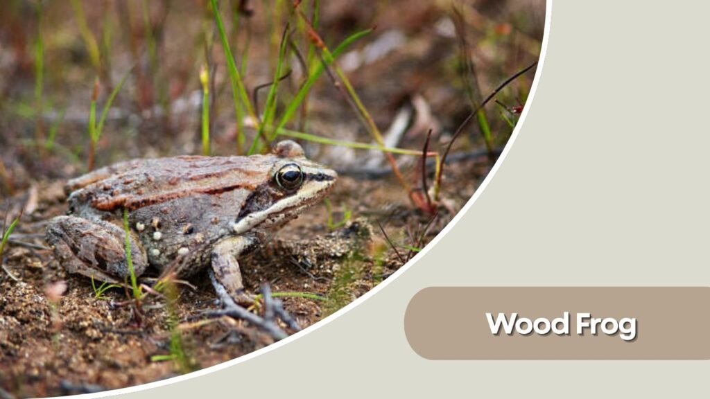 Wood Frog