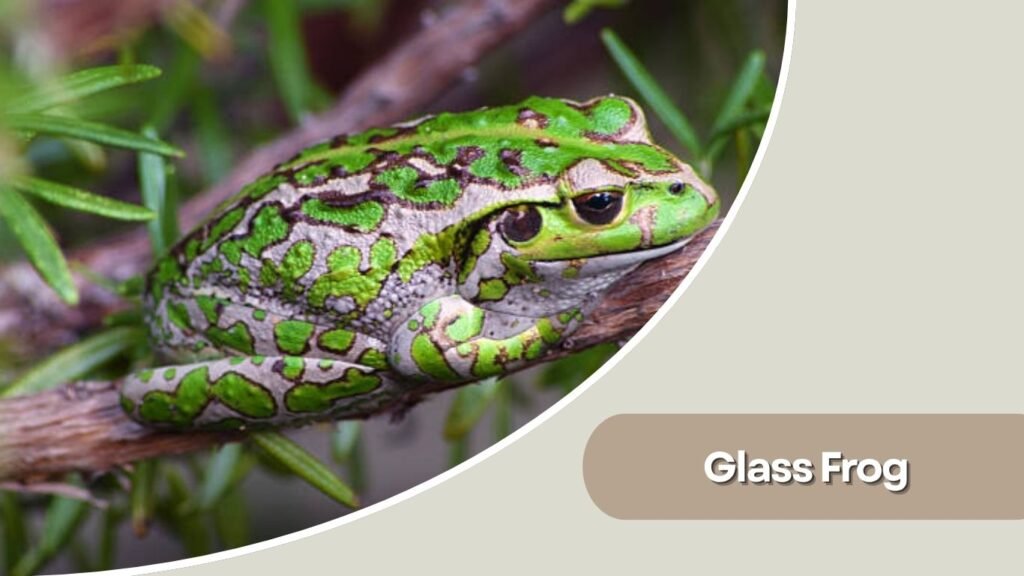 Glass Frog