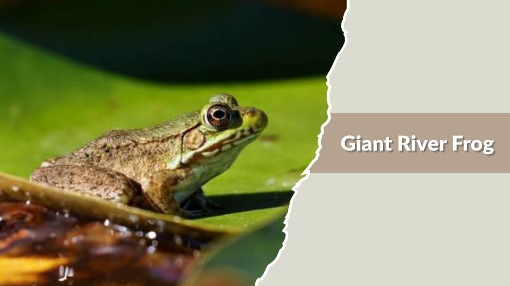 Giant River Frog