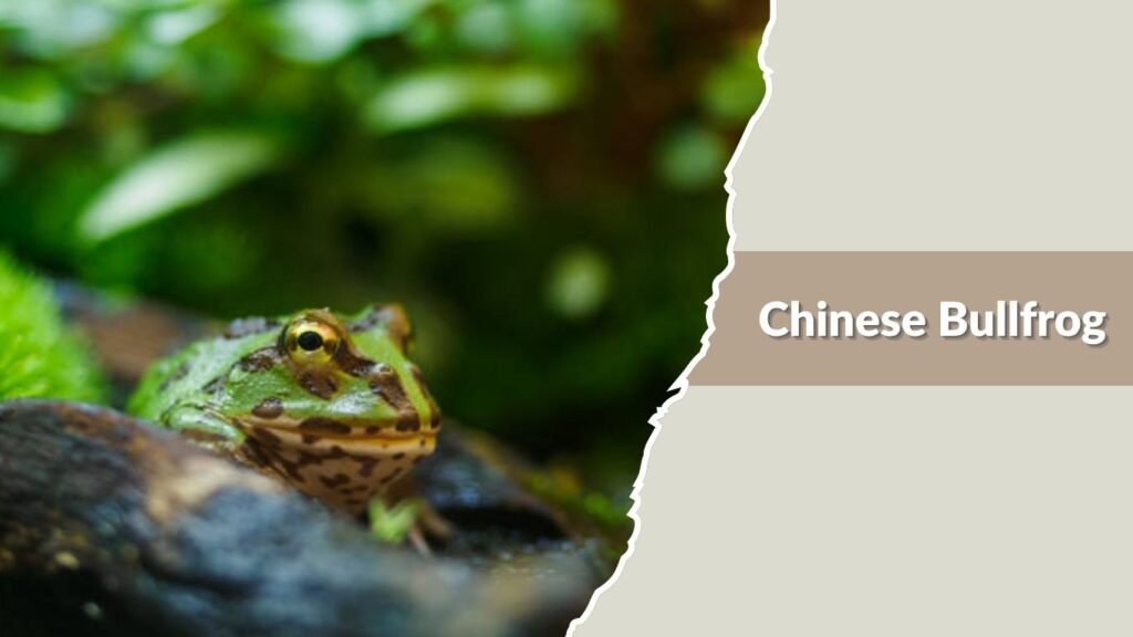 Chinese Bullfrog