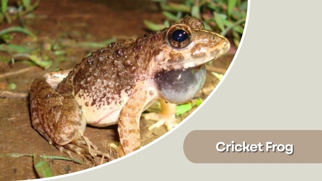 Cricket Frog