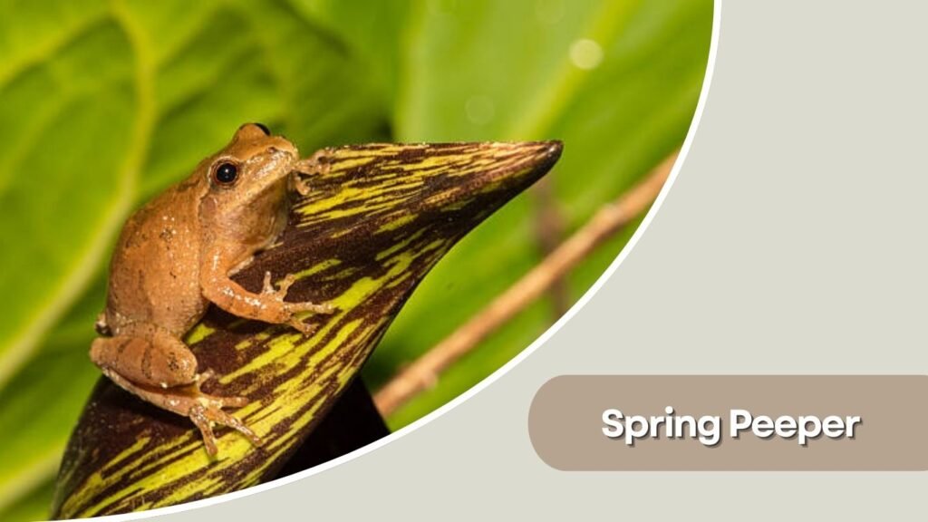 Spring Peeper
