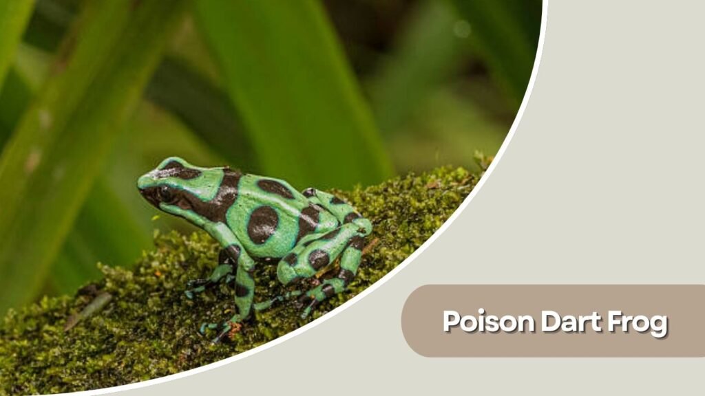 Poison Dart Frog