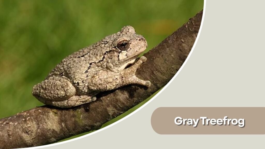Gray Treefrog